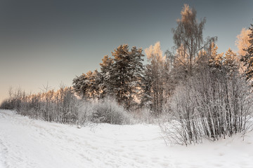 Snowy footpath through the forest