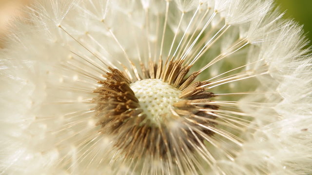 Close up view of dandelion seeds in a windy sunny day.