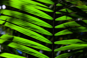 Green backlit leaf in the jungle