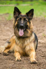 Portrait of German Shepherd dog