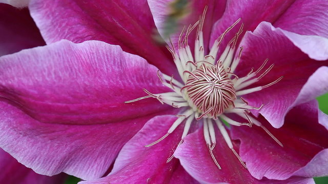 Closeup of a pink clematis flower