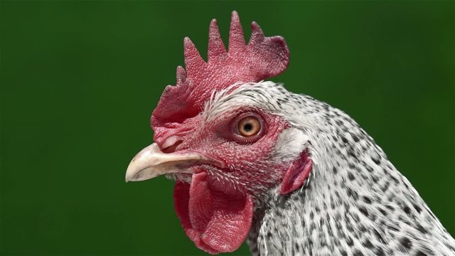 Head chicken - speckled hen on green background