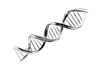 hand sketch the structure of DNA © onot