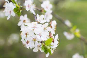  Blooming cherry branch on a tree. blooming gardens
