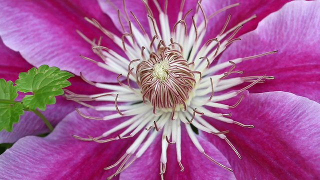 Closeup of a pink clematis flower