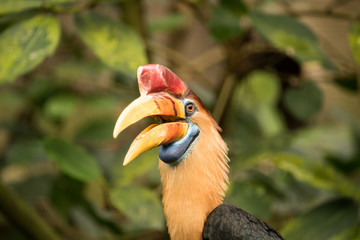 Nashornvogel mit offenem Schnabel