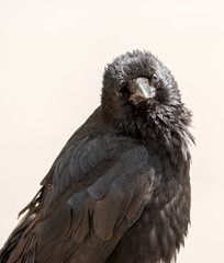 ein Rabe schaut dich an