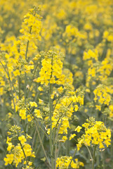 Obraz premium Field of rape (Brassica napus) in Czech Republic