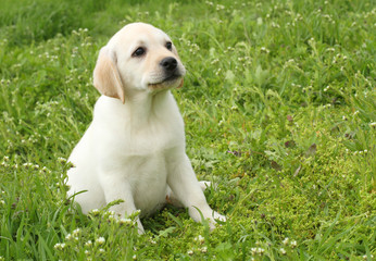 yellow labrador puppy in green grass