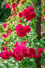 Climbing Rose