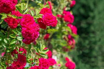 Climbing Rose