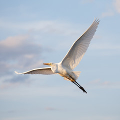 Great egret flying
