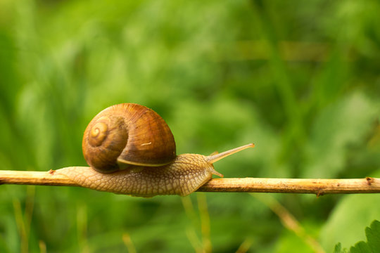 Snail on the leaf