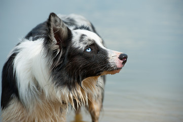 Border Collie am Strand