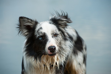 Border Collie am Strand