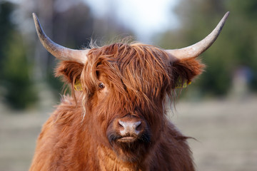 Portrait of highland cattle - obrazy, fototapety, plakaty