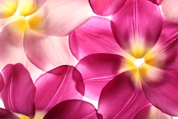 colorful flower petals