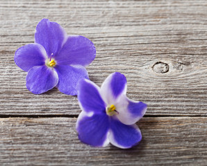 violet flowers on wooden background