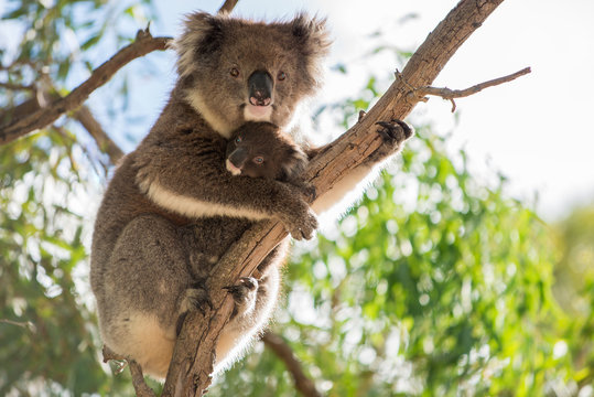 Baby Koala And Koala Mother