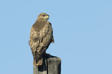 Common Buzzard