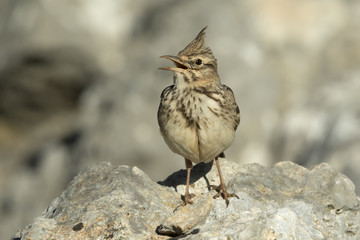 Crested Lark Singing