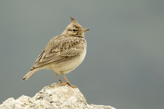 Crested Lark