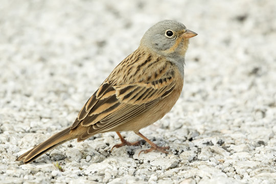 Cretzschmar's Bunting