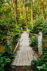 Naklejka premium Bridge on the forest