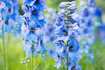Flower Delphinium