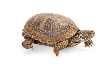 Box Turtle Walking on White