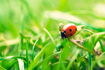 Fototapeta premium Ladybird in garden, close up