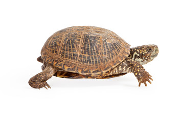 Box Turtle Walking Side View