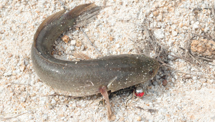 Nice catch perch caught using fishing rod and artificial lure