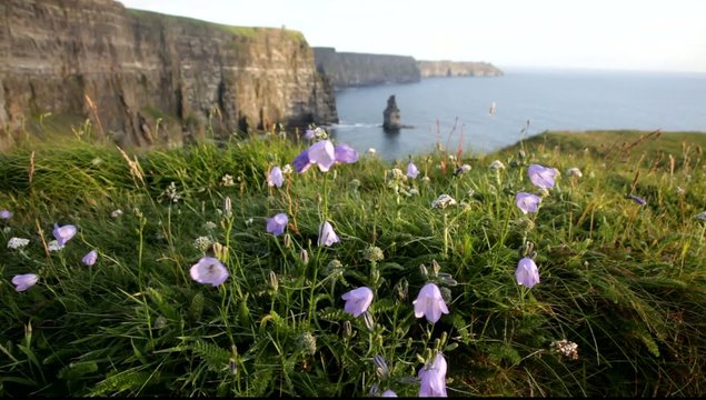 Cliffs Of Moher during sunset with Harebell, wild Irish flowers