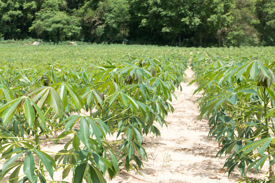 cassava or manioc plantation and harvest in eastern of Thailand