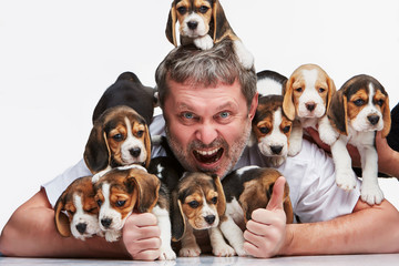 The man and big group of a beagle puppies