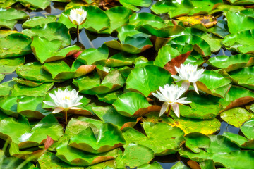 Seerose