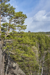 Лес среди гор   © bizonts