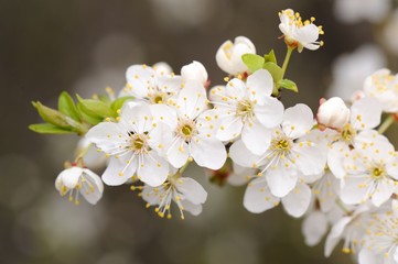 Obraz premium White cherry blossoms and young leaves on dark background