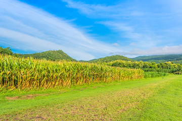 image of corn field and sky in background.