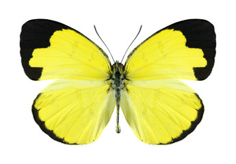 Obraz premium Butterfly Eurema simulatrix (samiec)