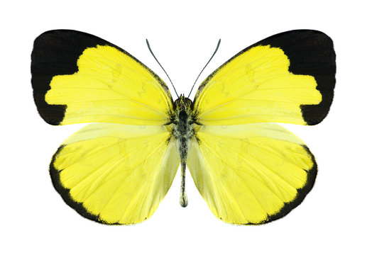 Butterfly Eurema simulatrix (male)