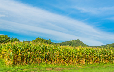 Fototapeta na wymiar image of corn field and sky in background.