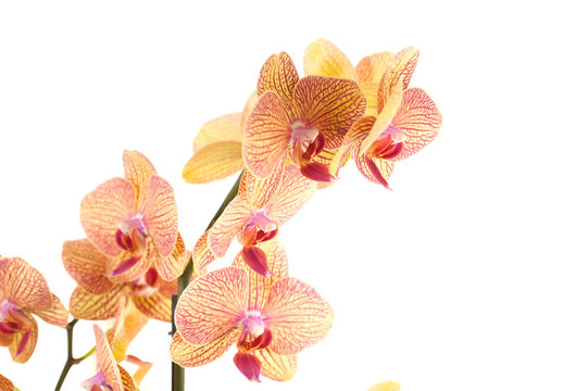 particolare di ramo di orchidea