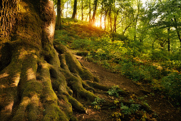 Old tree on the spring forest