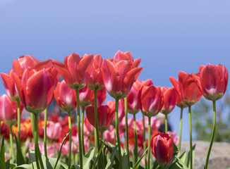 Fototapeta premium Tulip