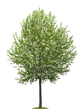 Bl&uuml;hende Traubenkirsche als Freisteller vor wei&szlig;em Hintergrund