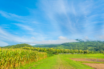 image of corn field and sky in background.