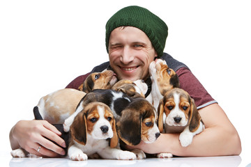 The man and big group of a beagle puppies