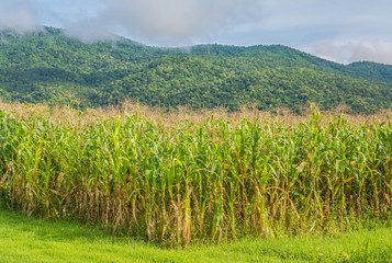 image of corn field and sky in background.